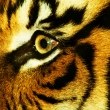 Tygr oko